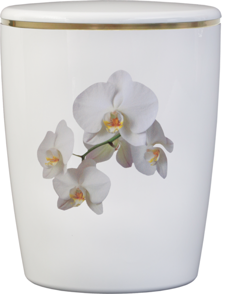 111112_orchidee_weiss